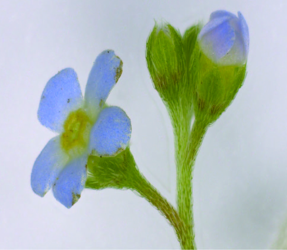 附地菜